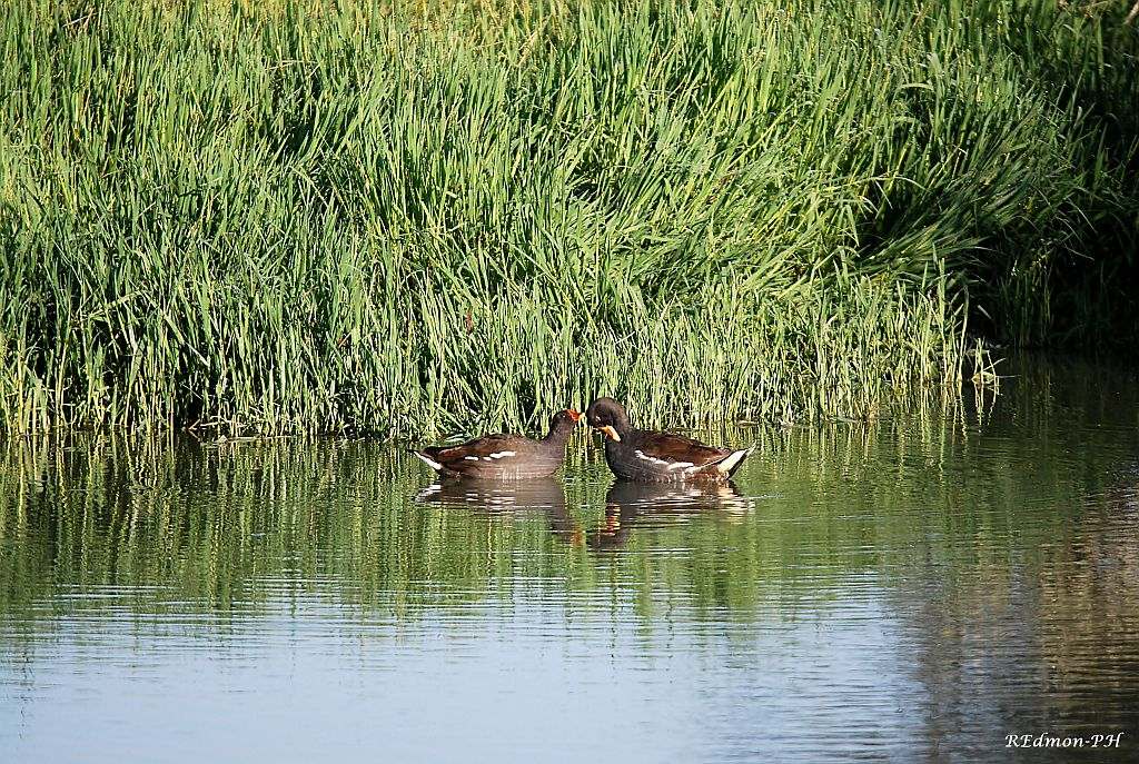 Gallinelle d''acqua, un incontro molto tenero!!!